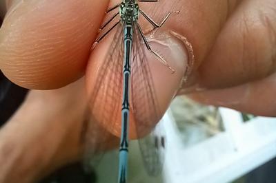 Agrion à larges pattes