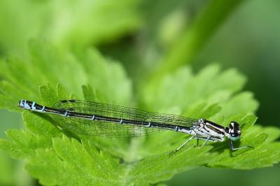 Agrion jouvencelle