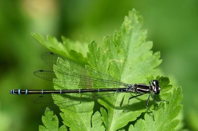 Agrion jouvencelle