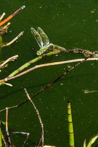 Anax empereur 