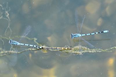 Agrion porte-coupe