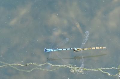 Agrion porte-coupe