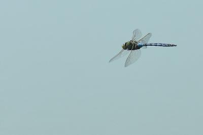 Anax empereur 