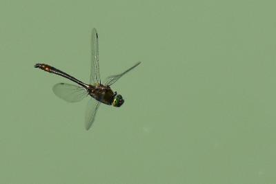 Cordulie bronzée 