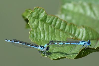 Agrion porte-coupe