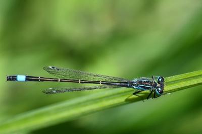 Agrion élégant