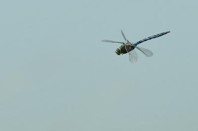 Anax empereur 