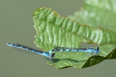 Agrion porte-coupe