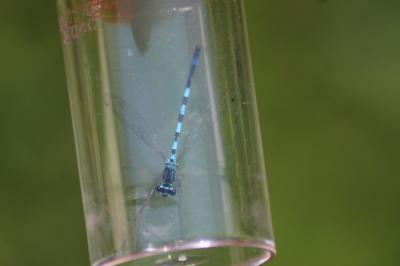 Agrion de Mercure