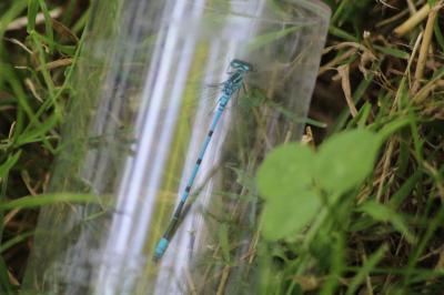 Agrion jouvencelle