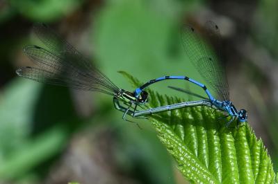 Agrion jouvencelle
