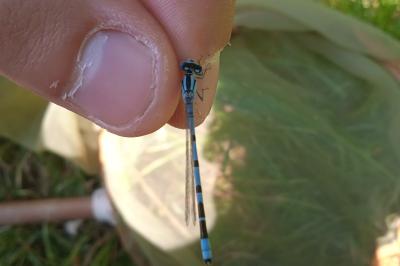 Agrion porte-coupe