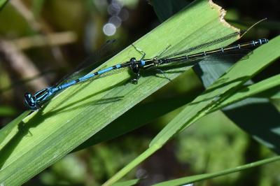 Agrion jouvencelle