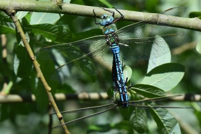 Anax empereur 