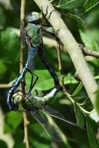Anax empereur 