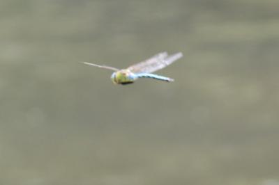 Anax empereur 