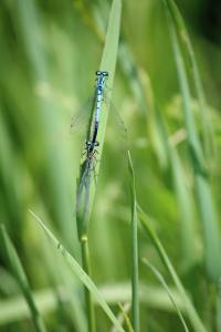 Agrion jouvencelle