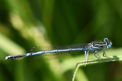 Agrion à larges pattes