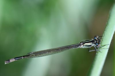Agrion élégant