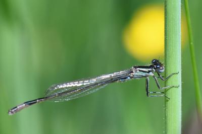 Agrion élégant