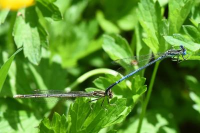 Agrion à larges pattes