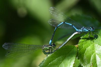 Agrion jouvencelle