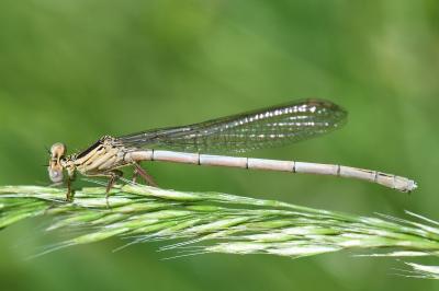 Agrion à larges pattes