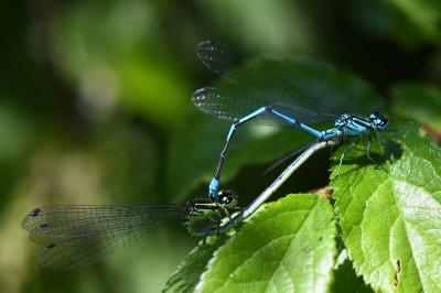Agrion jouvencelle
