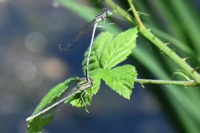 Agrion à larges pattes