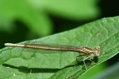 Agrion à larges pattes