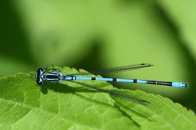 Agrion jouvencelle