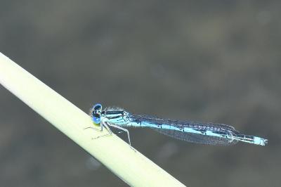 Agrion de Vander Linden