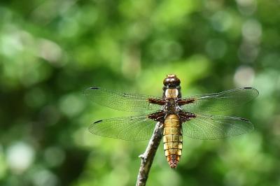 Libellula depressa