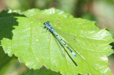 Agrion jouvencelle