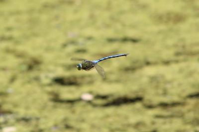 Anax empereur 