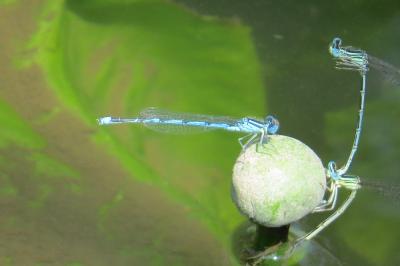Agrion de Vander Linden