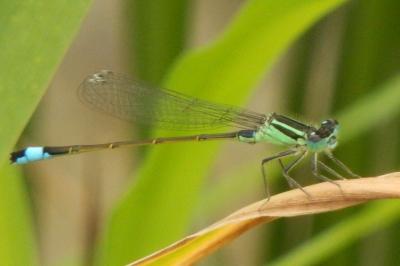 Agrion élégant