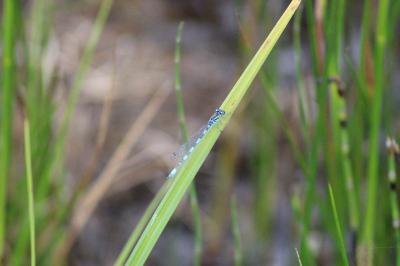 Agrion de Mercure