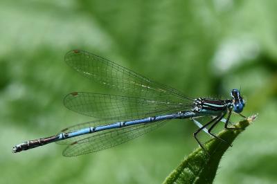 Agrion à larges pattes