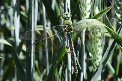 Anax empereur 