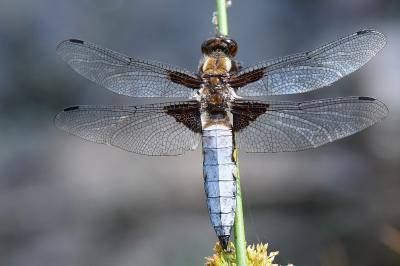 Libellule déprimée 