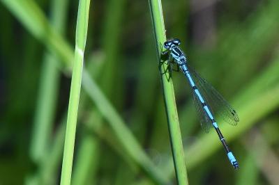 Agrion jouvencelle