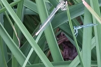 Agrion à larges pattes