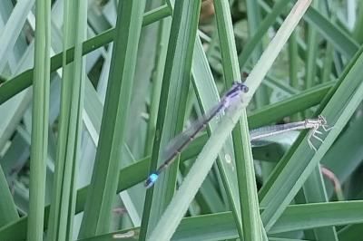 Agrion élégant