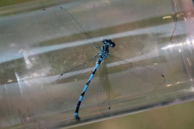 Agrion de Mercure