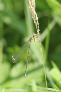 Leste vert