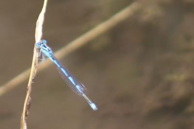 Agrion de Vander Linden