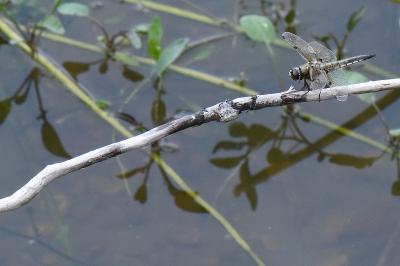 Libellule quadrimaculée 