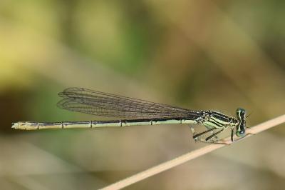 Agrion à larges pattes