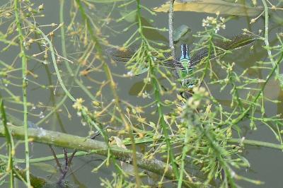 Anax empereur 